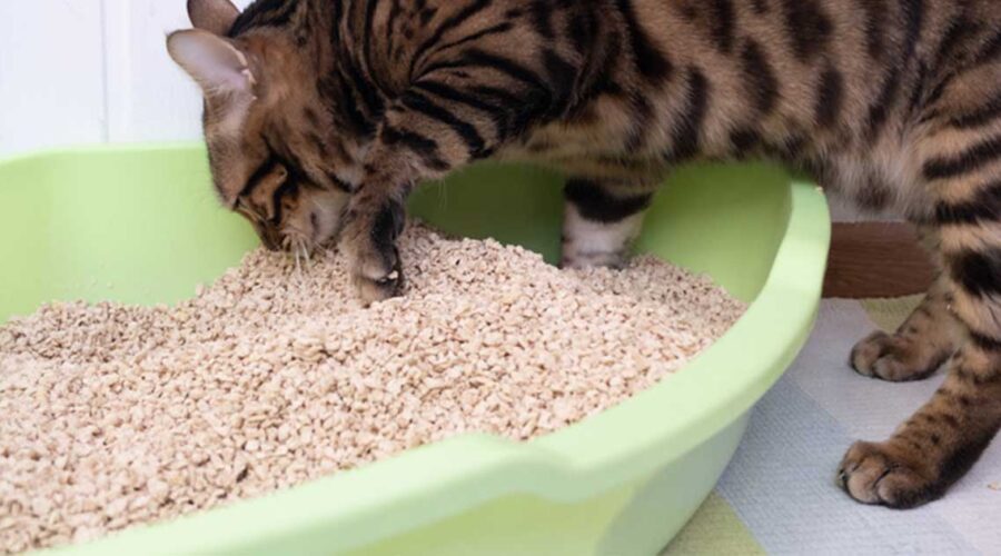 Cat Litter Concerns