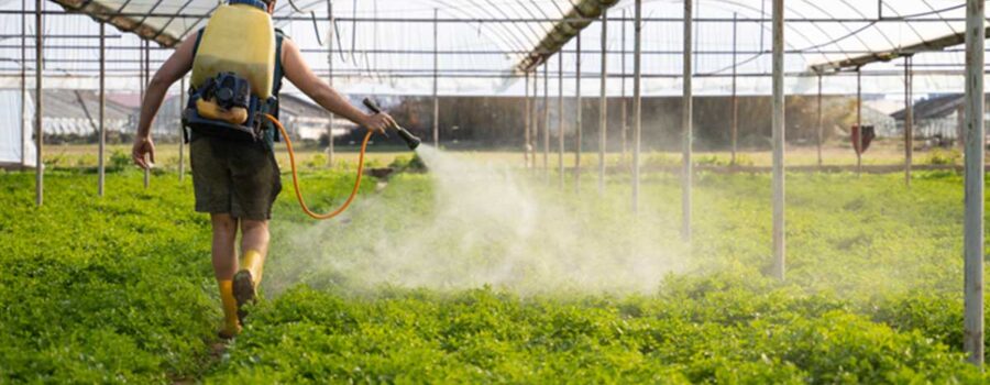 Decoding the Dirty Dozen and Clean Fifteen: A Guide to Pesticide-Free Produce Shopping in 2023