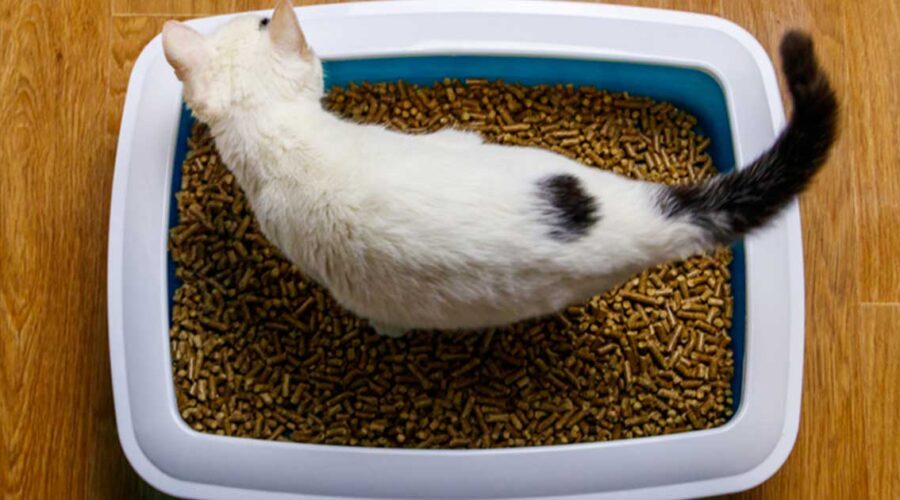 Understanding the Potential Dangers in Your Cat's Litter