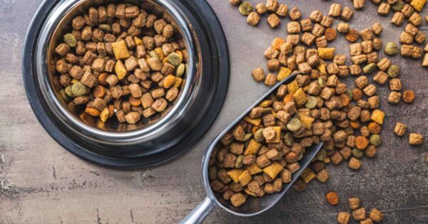 Decoding Pet Food: What Every Family Should Know About Ethoxyquin