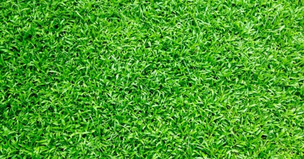 The Problem with Synthetic Lawns: Green Choices for the Family