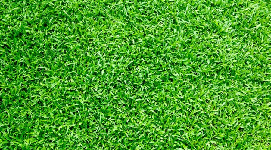 The Problem with Synthetic Lawns: Green Choices for the Family