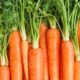 Carrots: Can They Really Turn You Orange!?