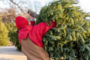 Going Green This Christmas: Picking the Perfect Non-Toxic Tree