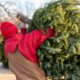 Going Green This Christmas: Choosing a Non-toxic Christmas Tree
