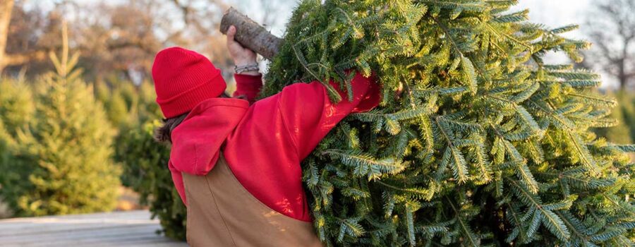 Going Green This Christmas: Picking the Perfect Non-Toxic Tree