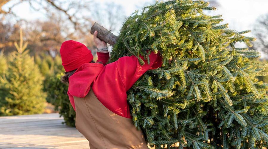 Going Green This Christmas: Picking the Perfect Non-Toxic Tree