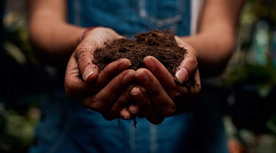 Dad's Guide to Soil-Based Organisms: Nature's Probiotics