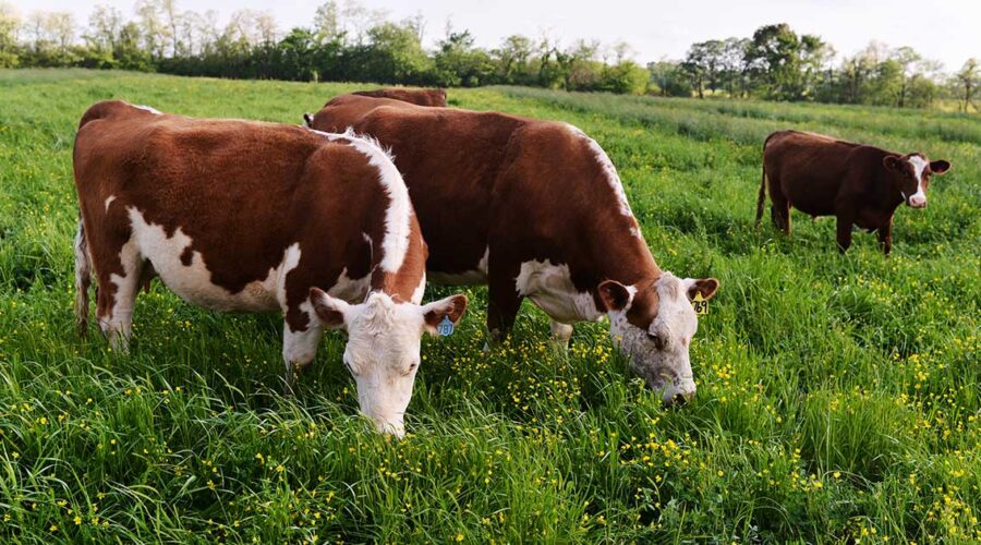 Dad's Non-Toxic Plate Transformation: Fast Food to Farm Fresh