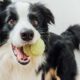 Tennis Balls: Harmful for Your Dog’s Favorite Toy?