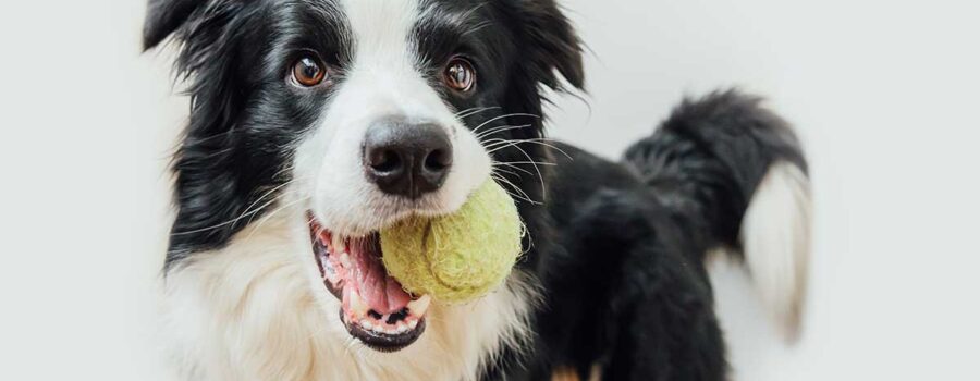 Tennis Balls: Harmful for Your Dog's Favorite Toy?