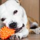 Dog Toy Safety: Fun Without Toxins