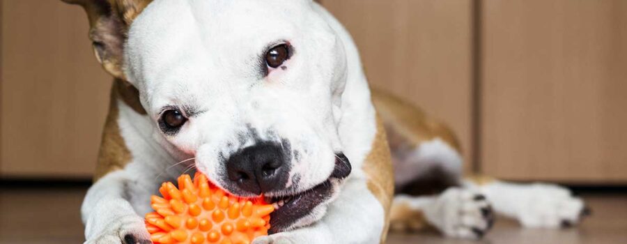 Dog Toy Safety: Fun Without Toxins