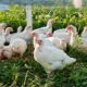 Pasture-Raised Eggs: The Healthier Choice