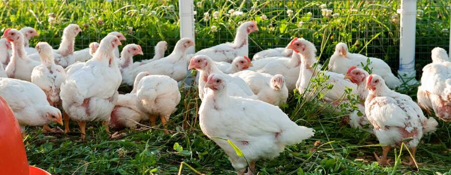 Pasture-Raised Eggs: The Healthier Choice