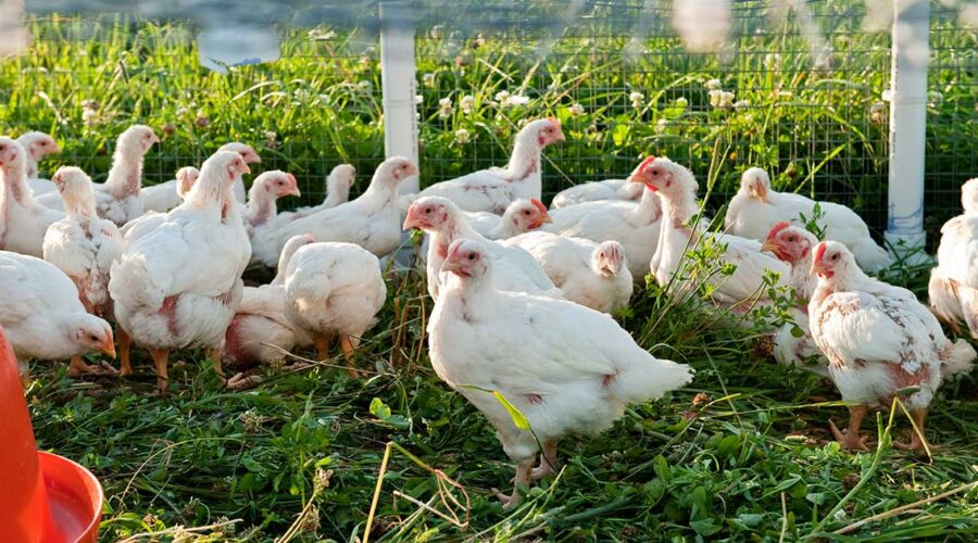 Pasture-Raised Eggs: The Healthier Choice