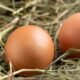 Beyond the Label: Choosing the Best Eggs