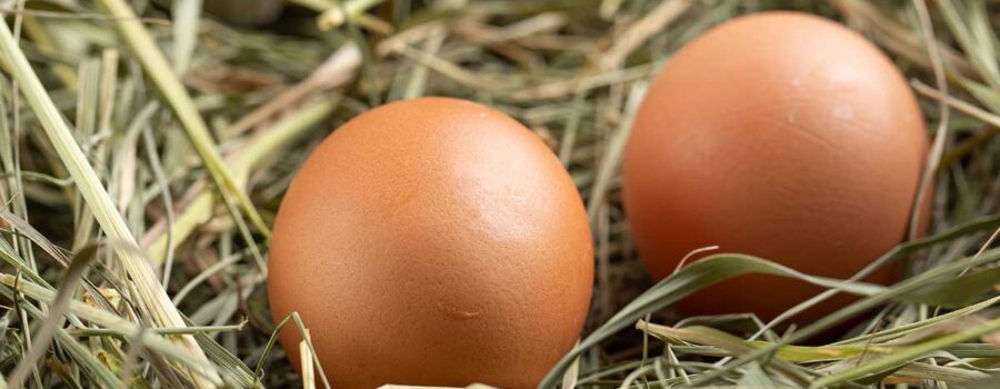 Beyond the Label: Choosing the Best Eggs