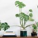 3 Houseplants for Cleaner Air and a Safer Home