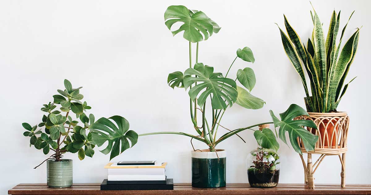 3 Houseplants for Cleaner Air and a Safer Home