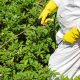 Glyphosate: The Hidden Threat to Your Gut and Health
