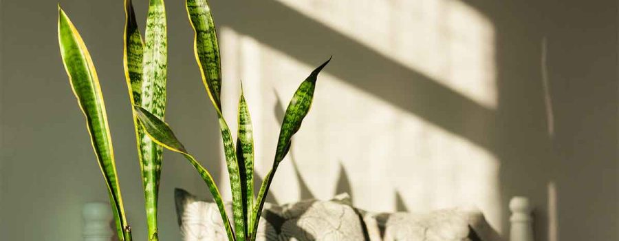 Top Bedroom Plant That Removes Toxins While You Sleep - Non-Toxic Dad