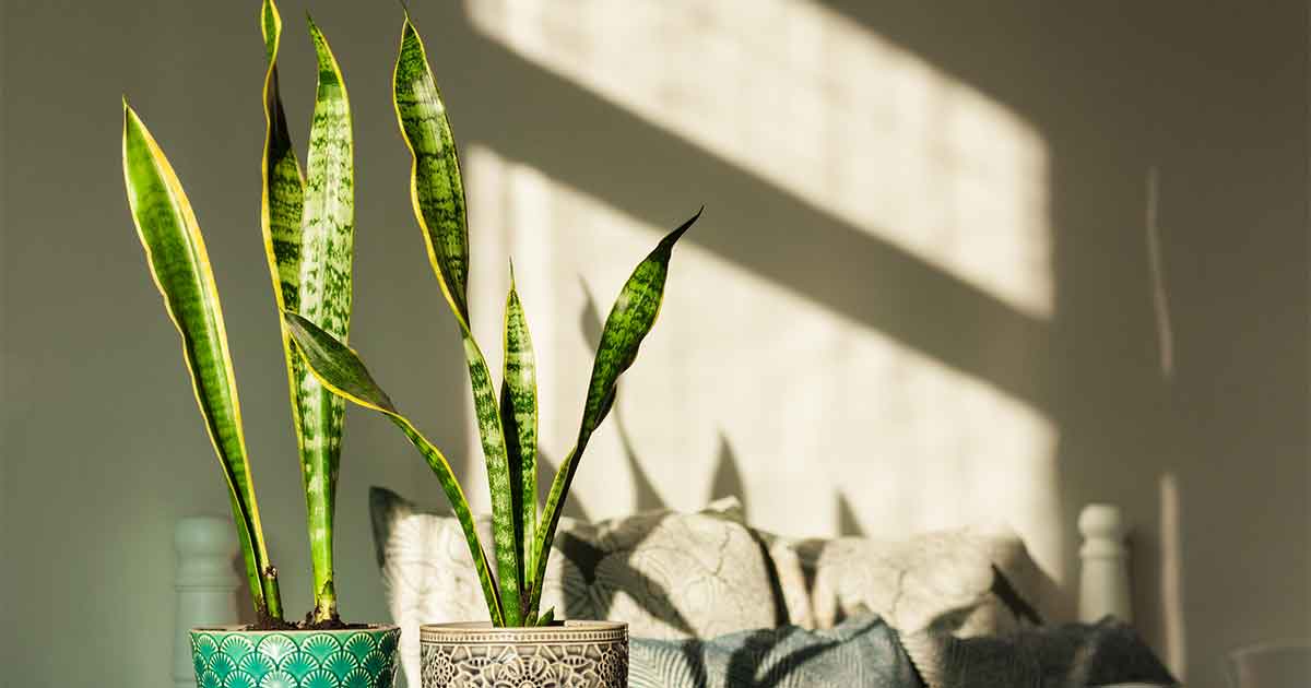 Top Bedroom Plant That Removes Toxins While You Sleep