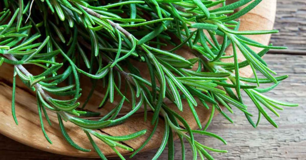 Why Rosemary Belongs in Your Kitchen—and Life