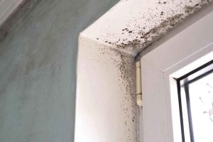 Mold at Home: The Hidden Threat and How to Detox Safely
