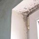 Mold at Home: The Hidden Threat and How to Detox Safely