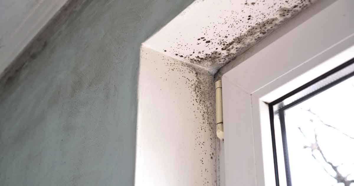 Mold at Home: The Hidden Threat and How to Detox Safely
