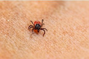 Homemade Tick Spray for Clothing and Gear