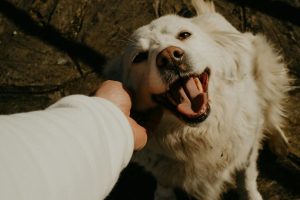 Rethinking Everyday Pet Care