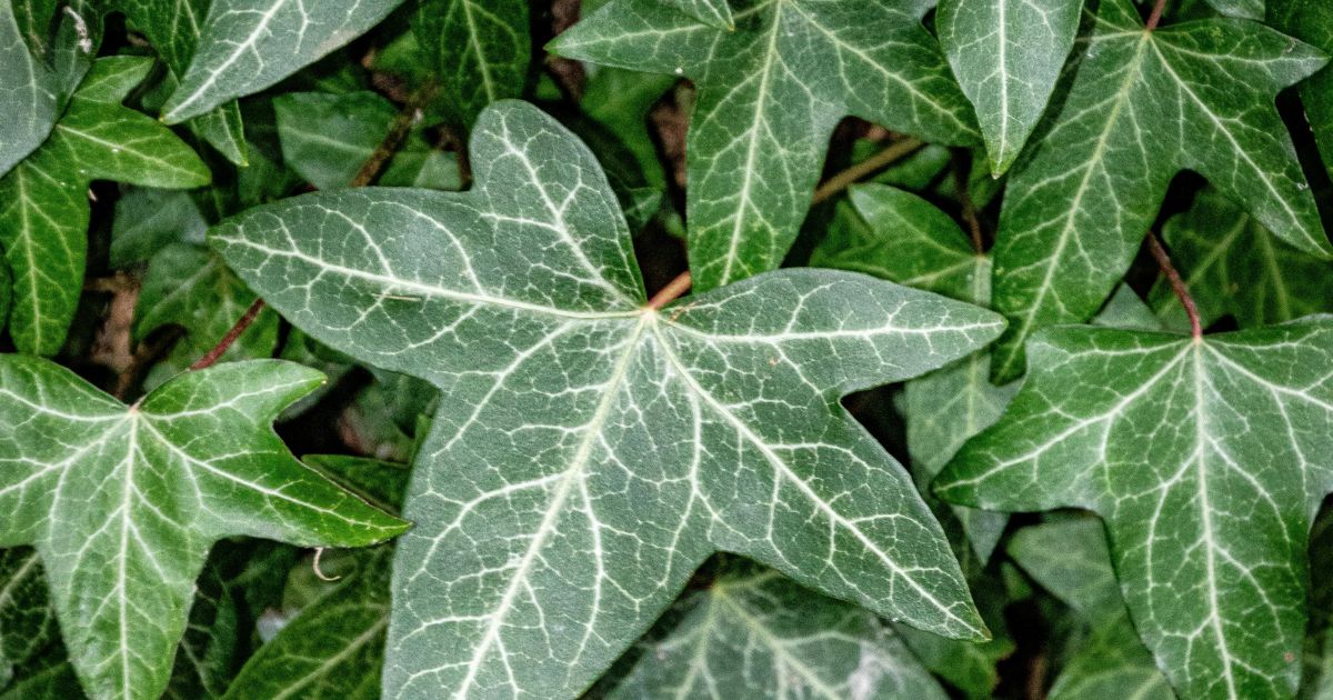 A Non-Toxic Approach to Poison Ivy